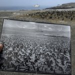 Colonia di pinguini africani sull'Isola di Halifax | Thomas P. Peschak World Press Photo